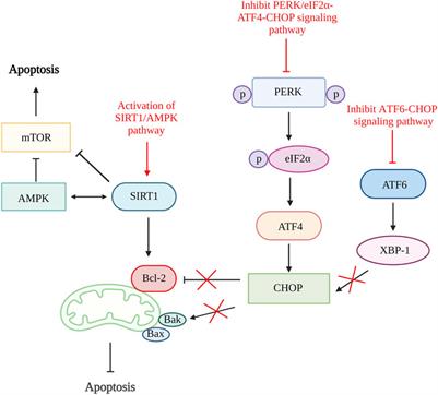 Unraveling the path to osteoarthritis management: targeting chondrocyte apoptosis for therapeutic intervention